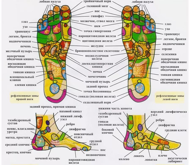 Акупунктурные точки массажа на которые воздействует Массажер для ступней ног LymphaNorm Foot Master